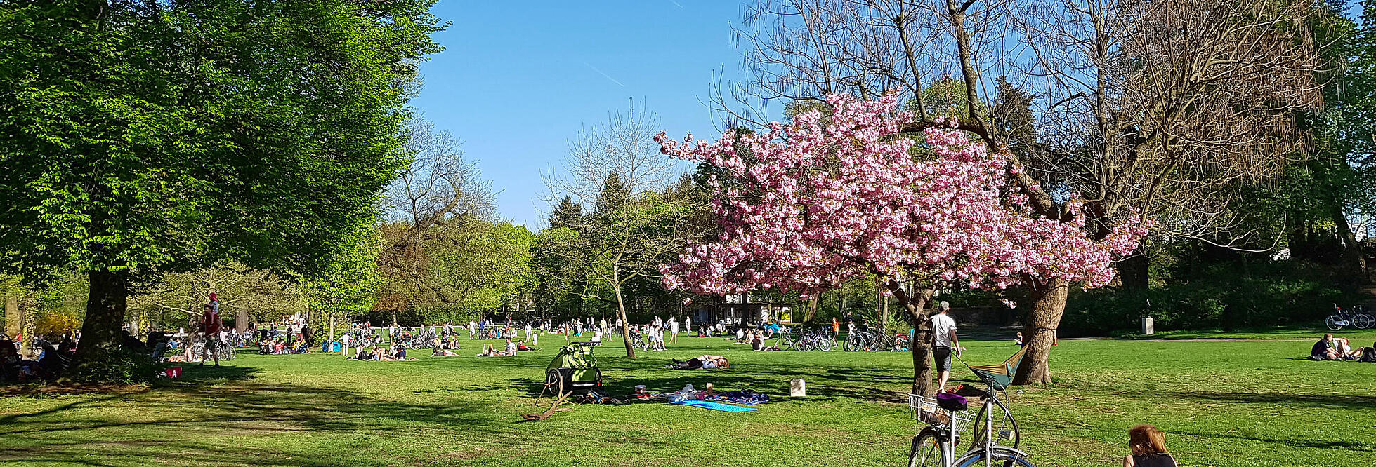 Der Bürgerpark in Pankow an einem sonnigen Tag mit vielen Menschen, die auf der Wiese entspannen. Ein blühender Baum mit rosa Blüten steht im Vordergrund, daneben lehnt ein Fahrrad.