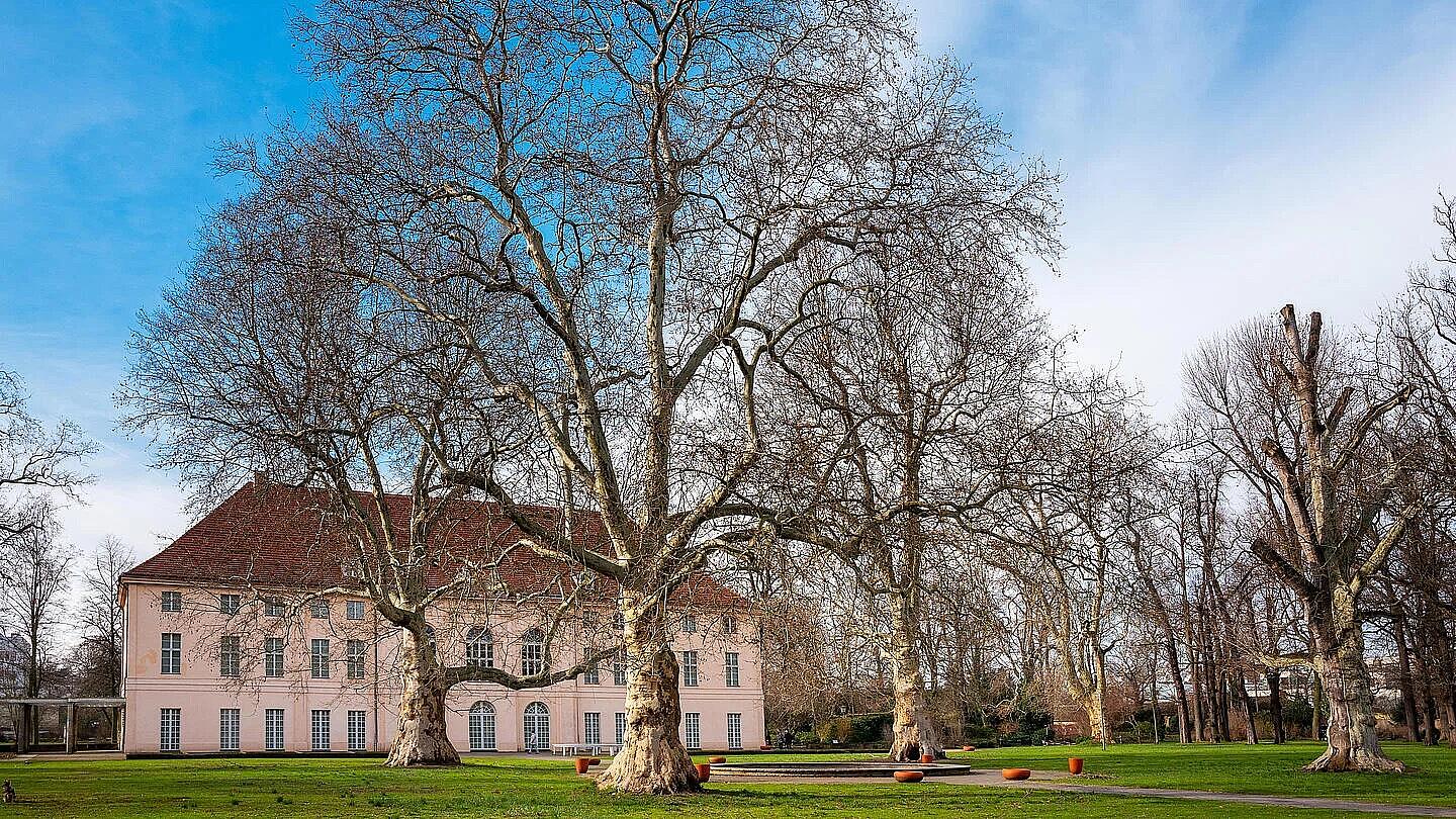 Eine große, kahle Platane steht vor einem historischen Gebäude mit rotem Dach und hellen Wänden. Der Himmel ist klar und blau.