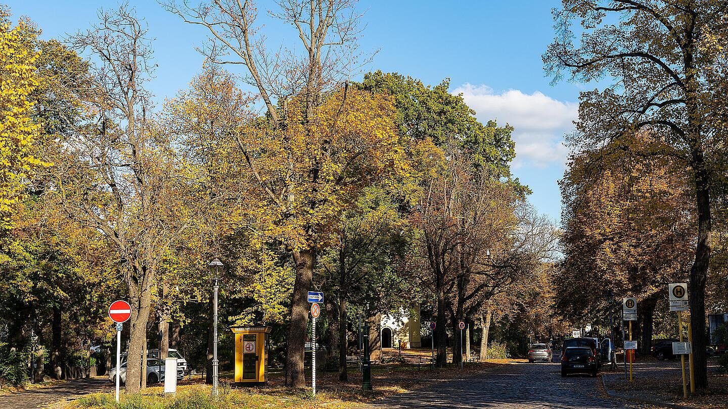 Eine ruhige Straße umringt von Bäumen an einem sonnigem Herbsttag. Ein paar wenige Autos stehen am Straßenrand, der Boden ist teilweise mit Laub bedeckt.