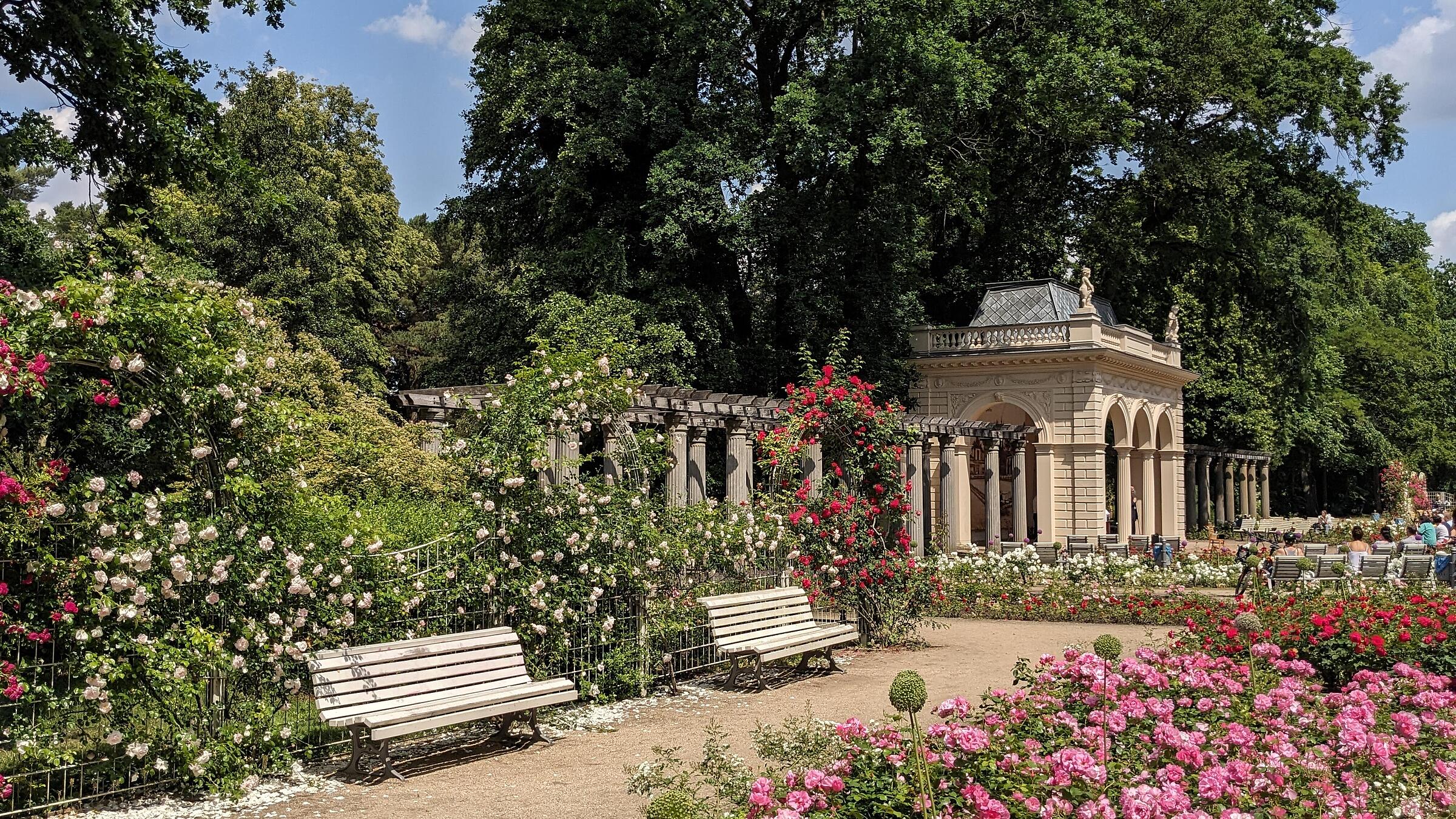 Ein blühender Park mit einem hellen Pavillon und zwei weißen Bänken, umgeben von Rosen und üppigem Grün.